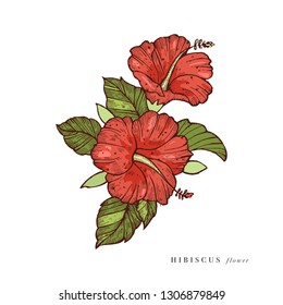 Hand draw vector hibiscus flowers illustration. Floral wreath. Botanical floral card on white background
