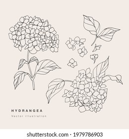 Dibujo manual de la ilustración de flores de hidrangea vectorial. Tarjeta floral botánica sobre fondo blanco