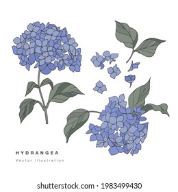 Hand draw vector hydrangea flowers illustration. Botanical floral card on white background