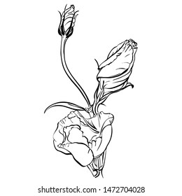 Hand draw vector illustration template of eustoma isolated on white background. Lisianthus painted calligraphic brush.
