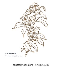 Hand draw vector jasmine flowers illustration. Floral wreath. Botanical floral card on white background