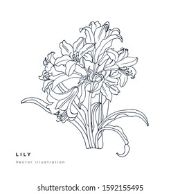 Hand draw vector lily flowers illustration. Floral wreath. Botanical floral card on white background