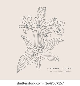 Hand draw vector lily flowers illustration. Floral wreath. Botanical floral card