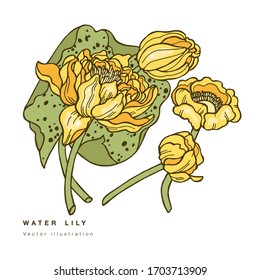 Dibujo manual de la ilustración de flores de loto vectorial. Tarjeta floral botánica sobre fondo blanco con lirio de agua