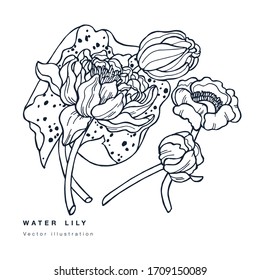 Hand draw vector lotus flowers illustration. Botanical floral card on white background with water lily