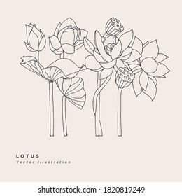 Hand ziehen Vektorlotusblumen Illustration. Botanische Blumenkarte auf weißem Hintergrund mit Wasserlilie