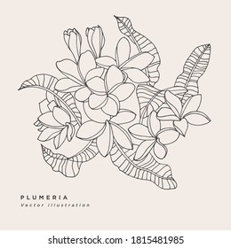 Hand draw vector lplumeria flowers illustration. Botanical floral card on white background