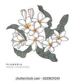 Hand draw vector lplumeria flowers illustration. Botanical floral card on white background
