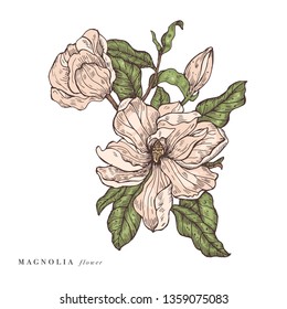 Hand draw vector magnolia flowers illustration. Floral wreath. Botanical floral card on white background