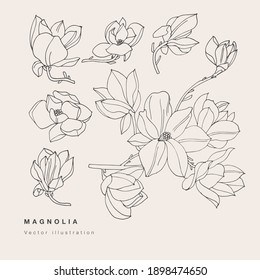 Hand draw vector magnolia flowers illustration. Floral wreath. Botanical floral card on white background