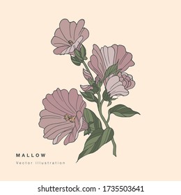 Hand draw vector mallow flowers illustration. Floral wreath. Botanical floral card on white background