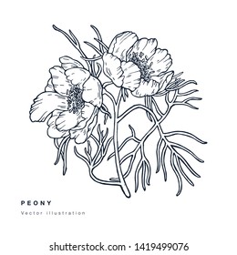 Hand draw vector narrow leaved peony flowers illustration. Floral wreath. Botanical floral card on white background