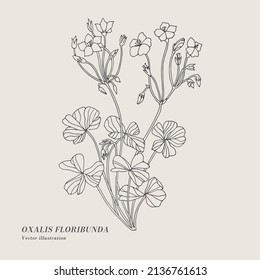 Hand draw vector oxalis floribunda flowers illustration. Botanical floral card on white background