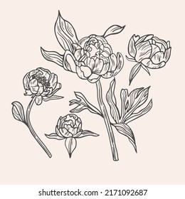 Dibujar a mano ilustración de flores de peonía vectorial. Floral. Tarjeta floral botánica sobre fondo blanco
