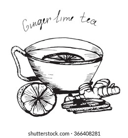 Hand draw vector sketch. Illustration cup of tea with lime and ginger. Pencil drawing.