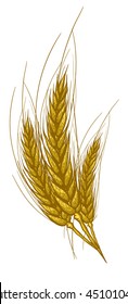 Hand draw vector sketch malt. Raw material for brewing ears of barley. Pub menu.  Oktoberfest Concept with Ears of Barley. 