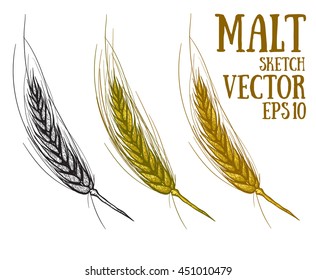 Hand draw vector sketch malt. Raw material for brewing ears of barley. Pub menu. Oktoberfest Concept with Ears of Barley. 