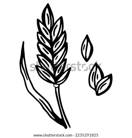 Hand draw vector sketch malt. Raw material for brewing ears of barley. Pub menu. Oktoberfest Concept with Ears of Barley.