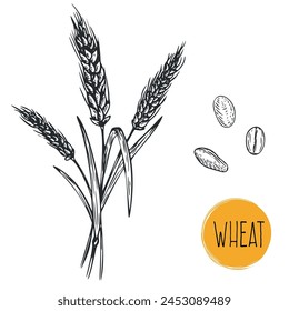 Hand draw wheat with seeds in monochrome sketch style. Agriculture organic food plant. Engraving vintage vector illustration.