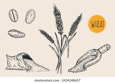 Hand draw wheat with seeds in monochrome sketch style. Agriculture organic food plant. Engraving vintage vector illustration.