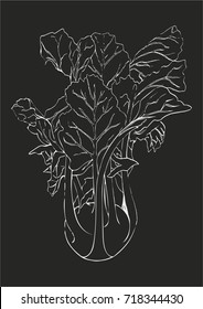 Hand draw white line Kohlrabi cabbage isolated on dark gray background. Vegetable vector illustration. Vintage engraving. Sketch of Vegetarian and vegan green food ripe harvest. Chalkboard imitation.