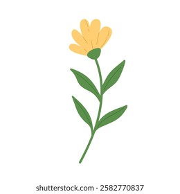 Hand draw yellow daisy vector illustration. Spring chamomile flower on white background