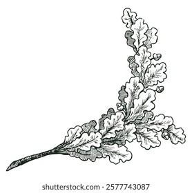 Hand drawin oak branch, vector illustration isolated on white