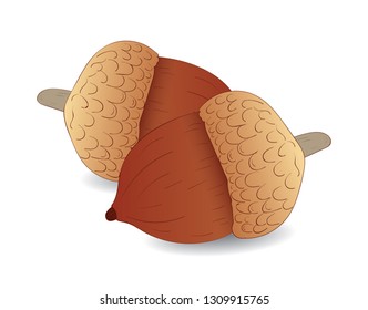 hand drawing acorn concept