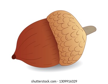 hand drawing acorn illustration