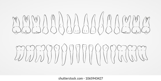 hand drawing of adult human teeth, line drawing, set of all teeth