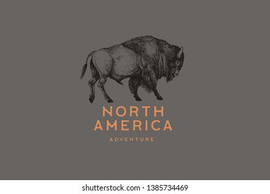 Hand drawing of American bison in retro engraving style. Buffalo in graphic vintage style. Vector logo template.