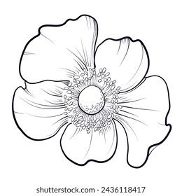 hand drawing of an anemone flower vector illustration