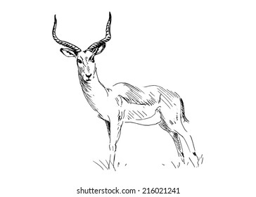 Hand drawing antelope. Vector illustration