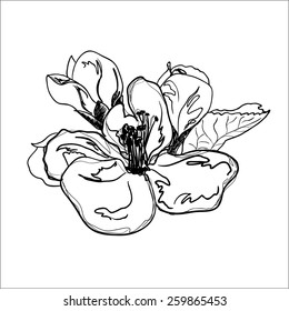 Hand drawing apple blossom