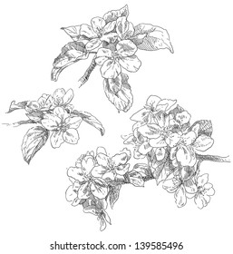 Hand drawing apple flower blossom