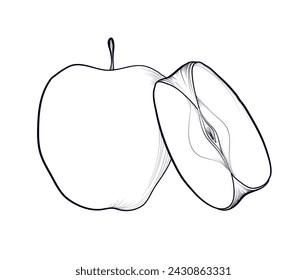 hand drawing of an apple and half a fruit vector