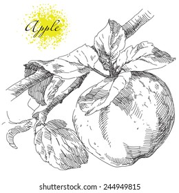Hand drawing apple on apple tree branch