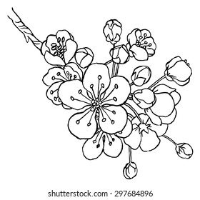 Hand Drawing Apple Tree Branch In Blossom Line Art Isolated On A White  - Vector Illustration