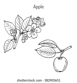 Hand drawing apple tree branch with flowers. Botanical vector illustration