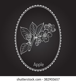 Hand drawing apple tree branch with flowers. Botanical vector illustration