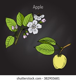 Hand drawing apple tree branch with flowers. Botanical vector illustration