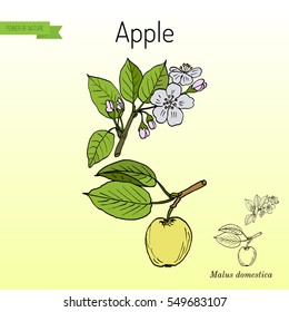 Hand drawing apple tree branch with flowers. Botanical vector illustration