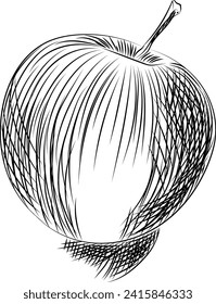 Hand drawing of an apple. Vector illustration.