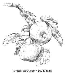 Hand Drawing Apples On Apple Tree Branch