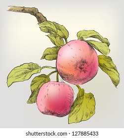 Hand drawing apples on apple tree branch