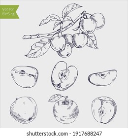 Hand drawing apples on apple tree branch.