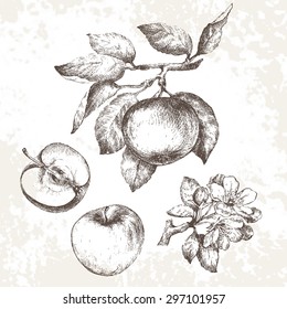 Hand drawing apples on apple tree branch.