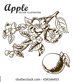 Hand drawing apples on apple tree branch. Brown ink sketch.