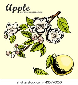 Hand drawing apples on apple tree branch. Color drawing sketch. Spring, nature, blooming apple tree.