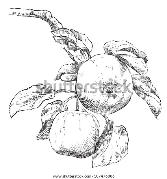 Hand Drawing Apples On Apple Tree Stock Image Download Now